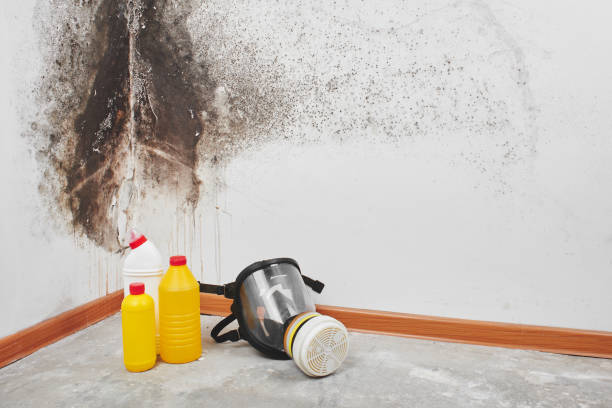 Mold Testing and Removal in Polkton, NC