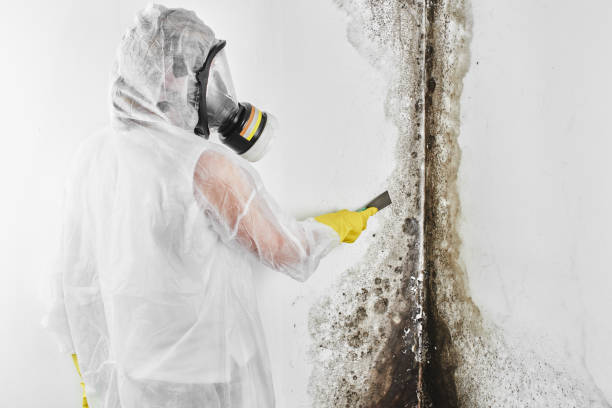 Attic Mold Removal in Polkton, NC