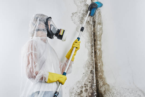 Best Fast Mold Removal  in Polkton, NC