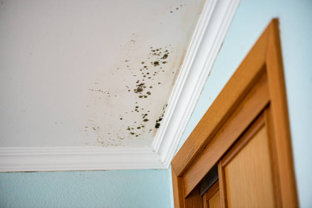 Polkton, NC Mold Removal Company