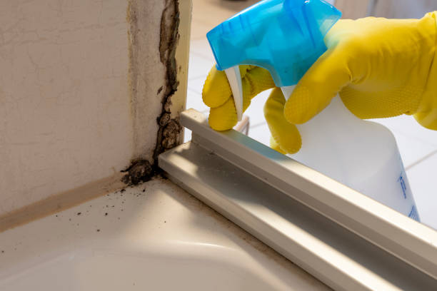 Best Professional Mold Removal  in Polkton, NC