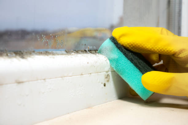 Best Mold Testing and Removal  in Polkton, NC