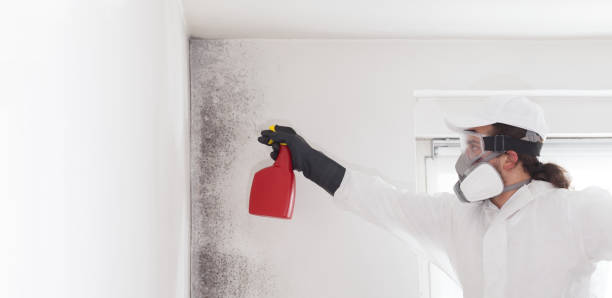 Mold Removal and Inspection in Polkton, NC