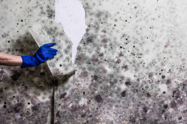 Best Mold Damage Repair  in Polkton, NC