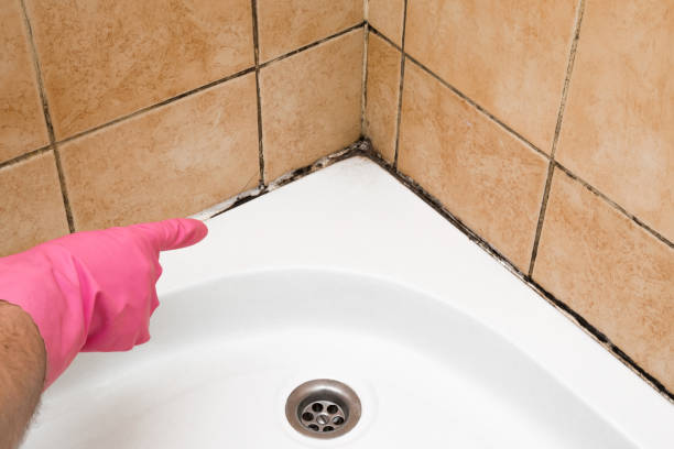 Best Local Mold Removal Service  in Polkton, NC