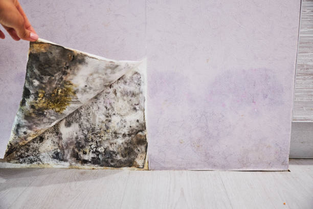 Best Certified Mold Removal  in Polkton, NC